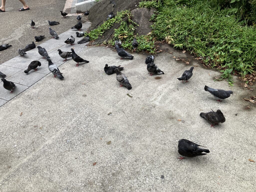 鳩1