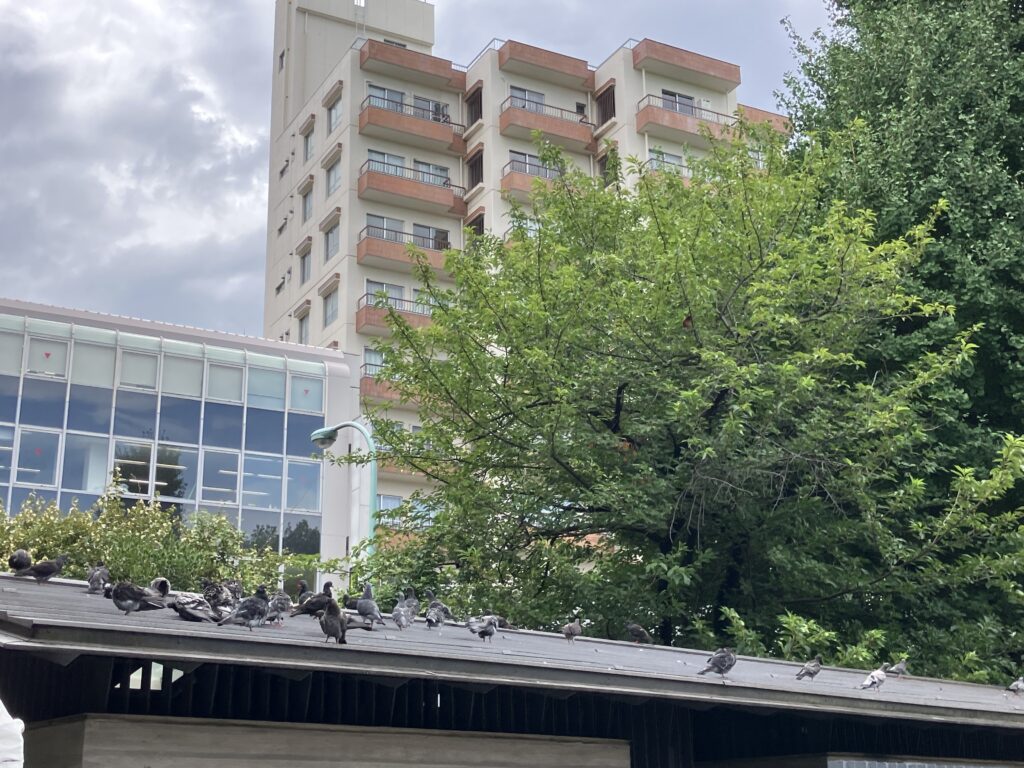 鳩2