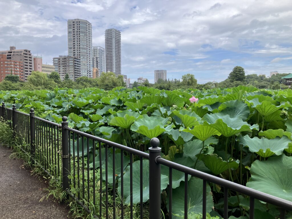 不忍池の蓮