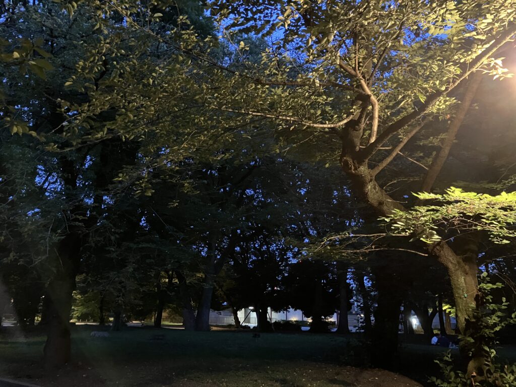 夜道を歩きます。
