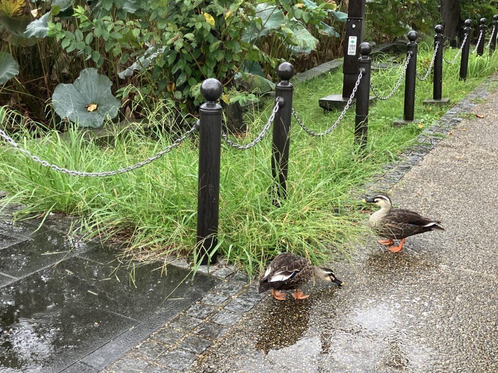 雨から避難?
