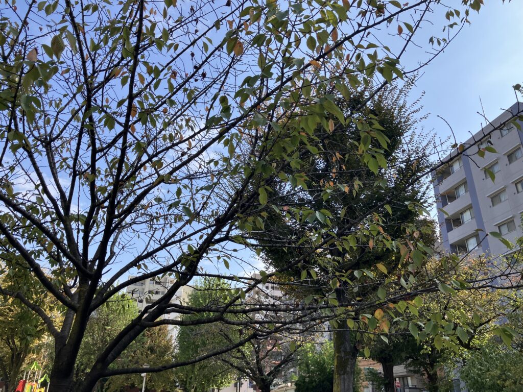 晴天の竹町公園