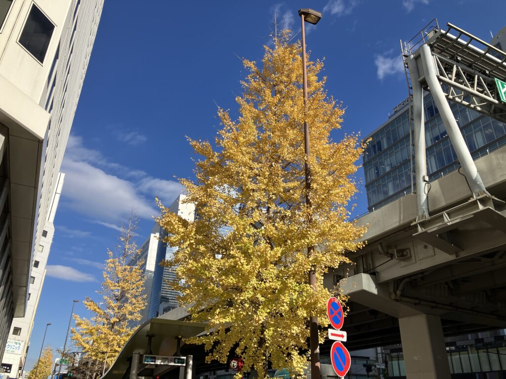 昭和通りのいちょう