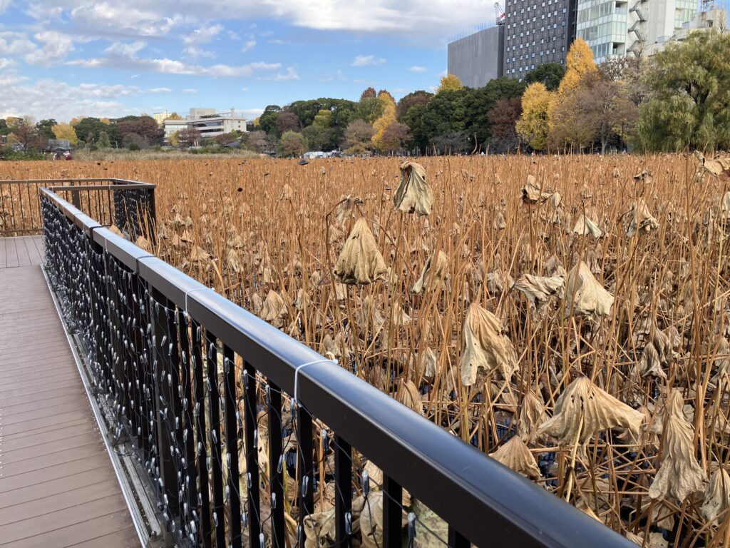 蓮見デッキから