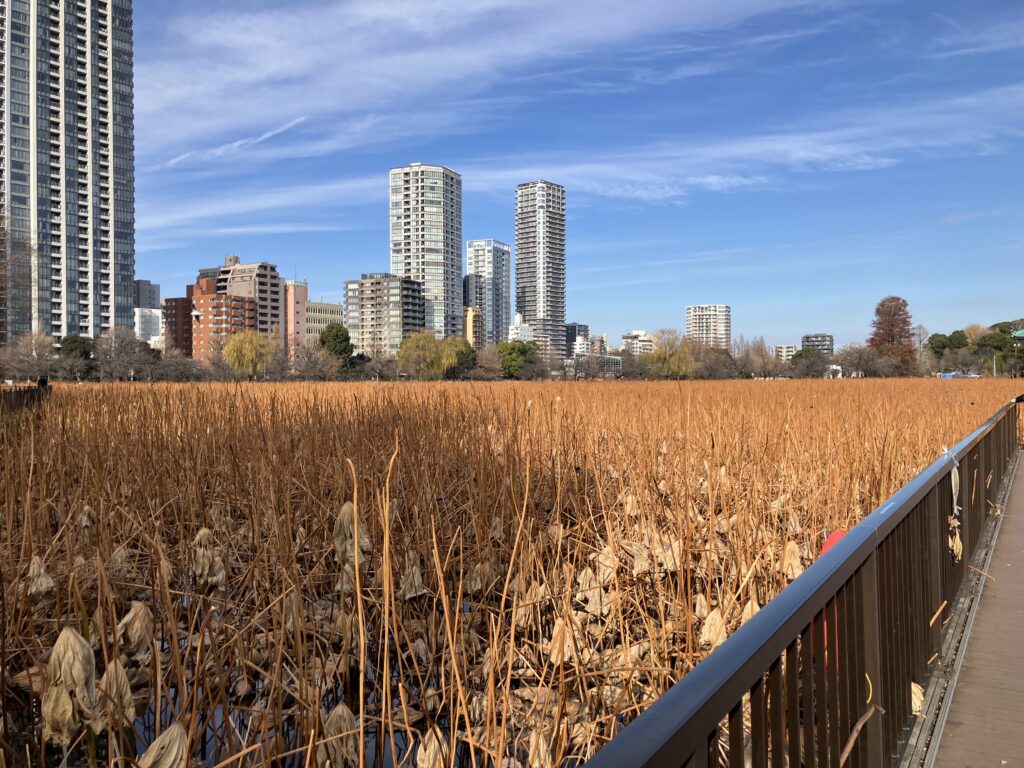 蓮見デッキから