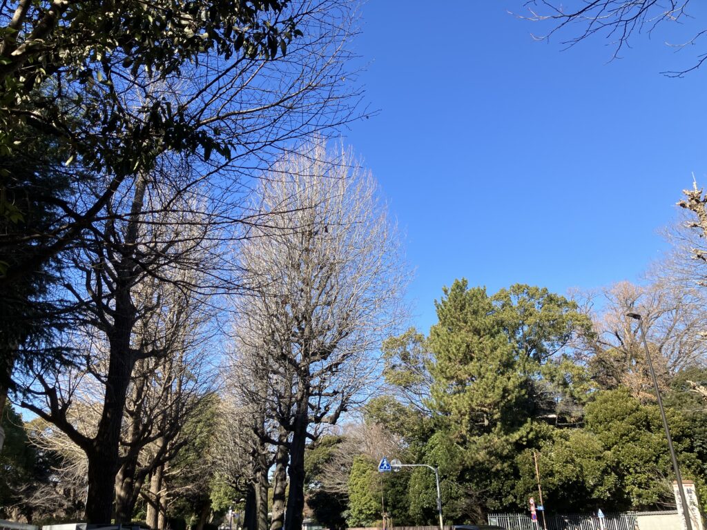 いちょう並木はすっかり冬景色