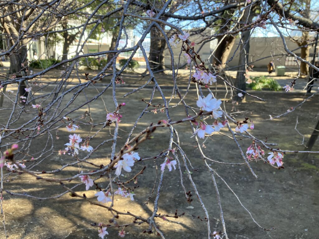 少し早い春の訪れ？