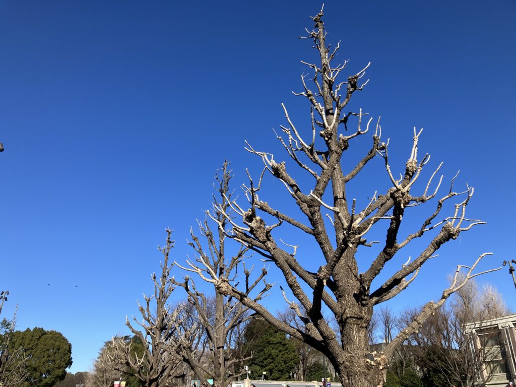 いちょうの木は、すっかり枯れて