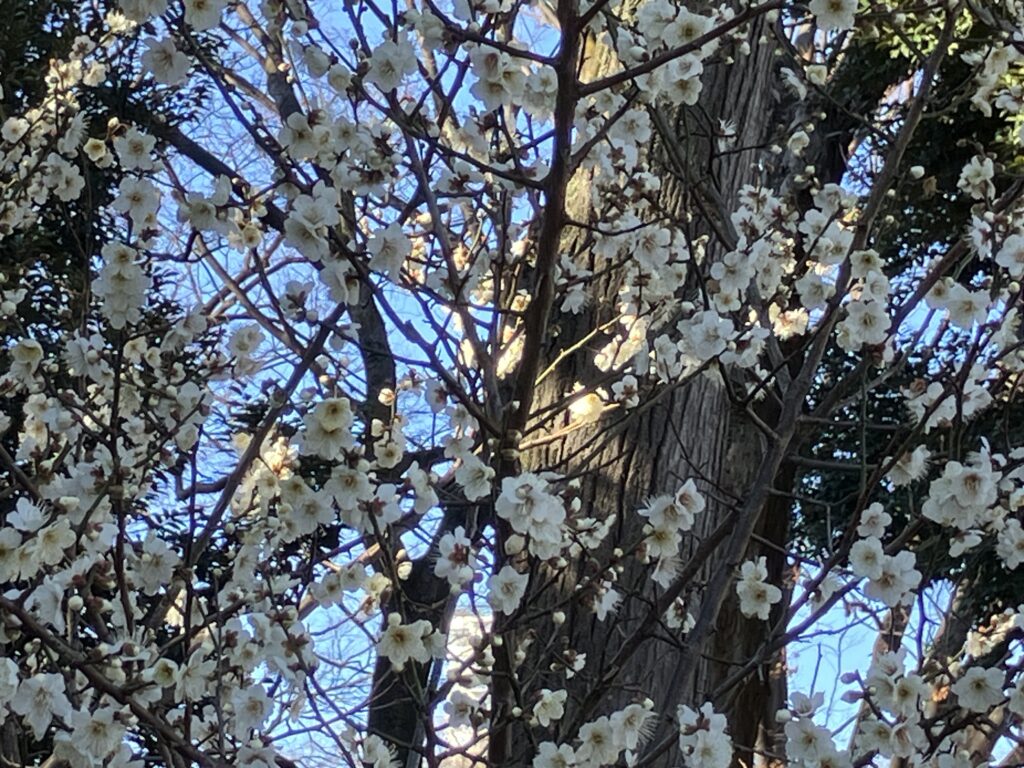 綺麗に咲いています。