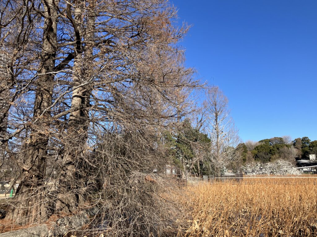 空がきれいです
