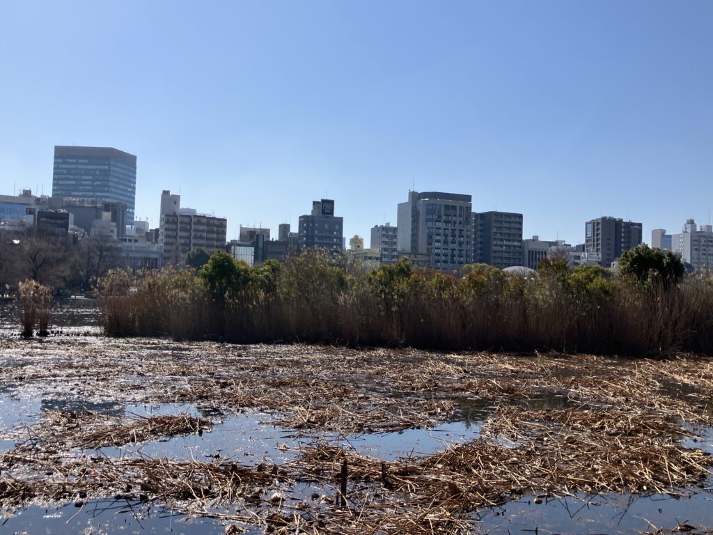 蓮がぎっしりだったころが懐かしいです