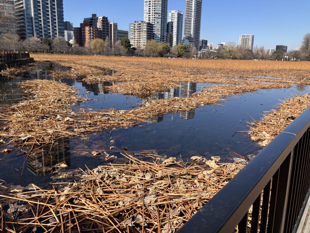 蓮の残骸が凄い