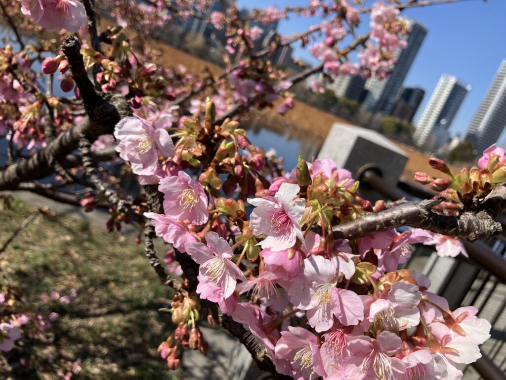 もうすぐ春ですね