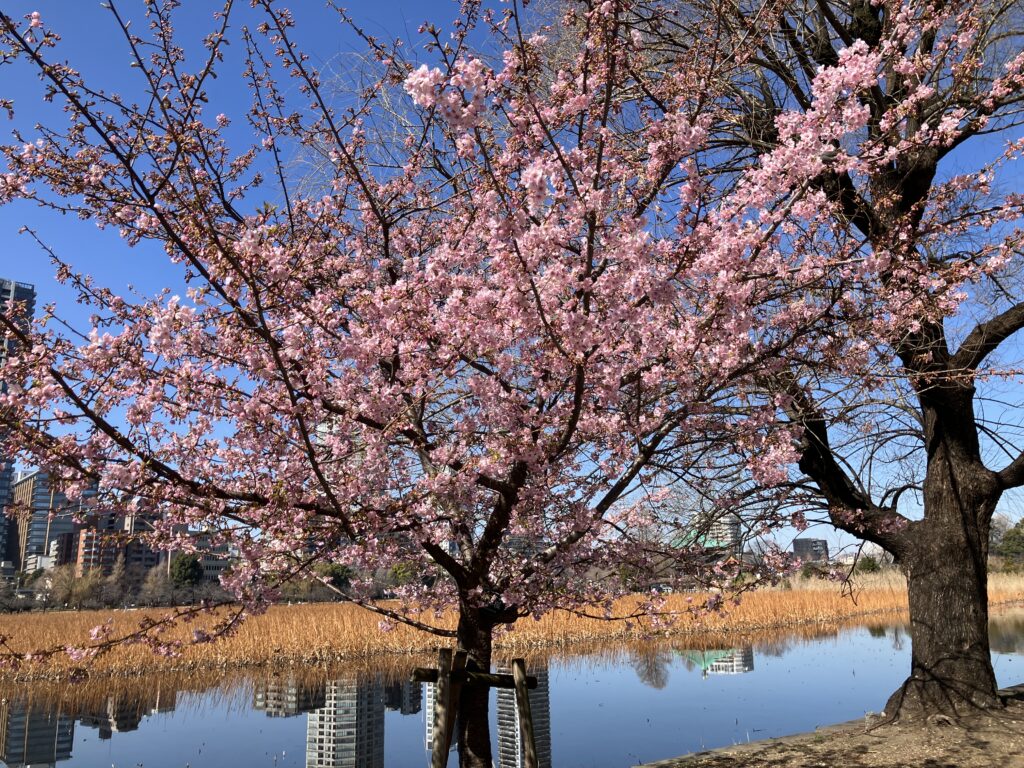 河津桜
