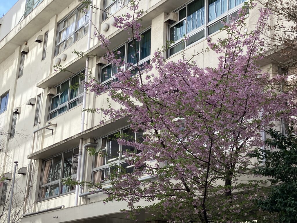 台東中学校は春の訪れ
