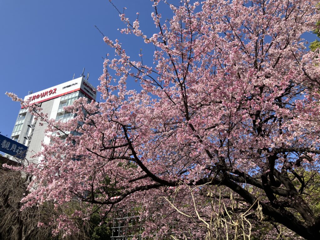 大寒桜が満開