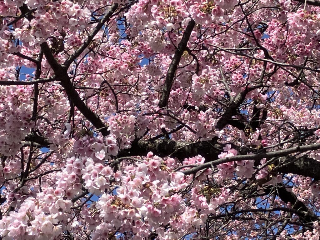 一足早い満開の桜
