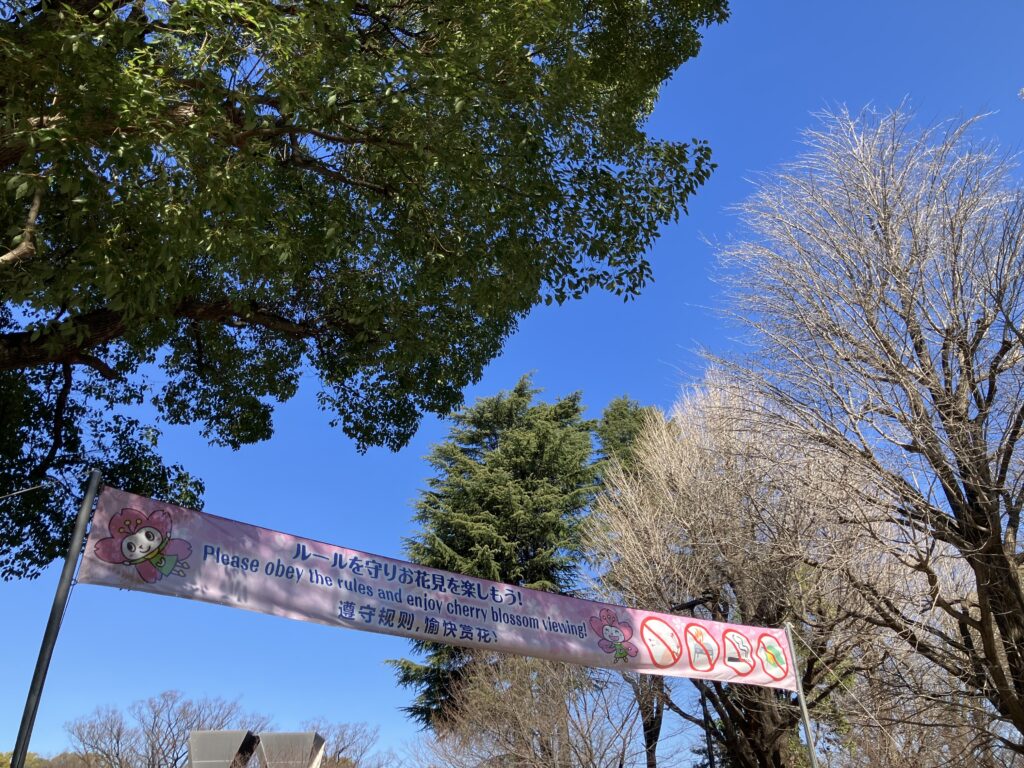 上野公園は、桜の準備
