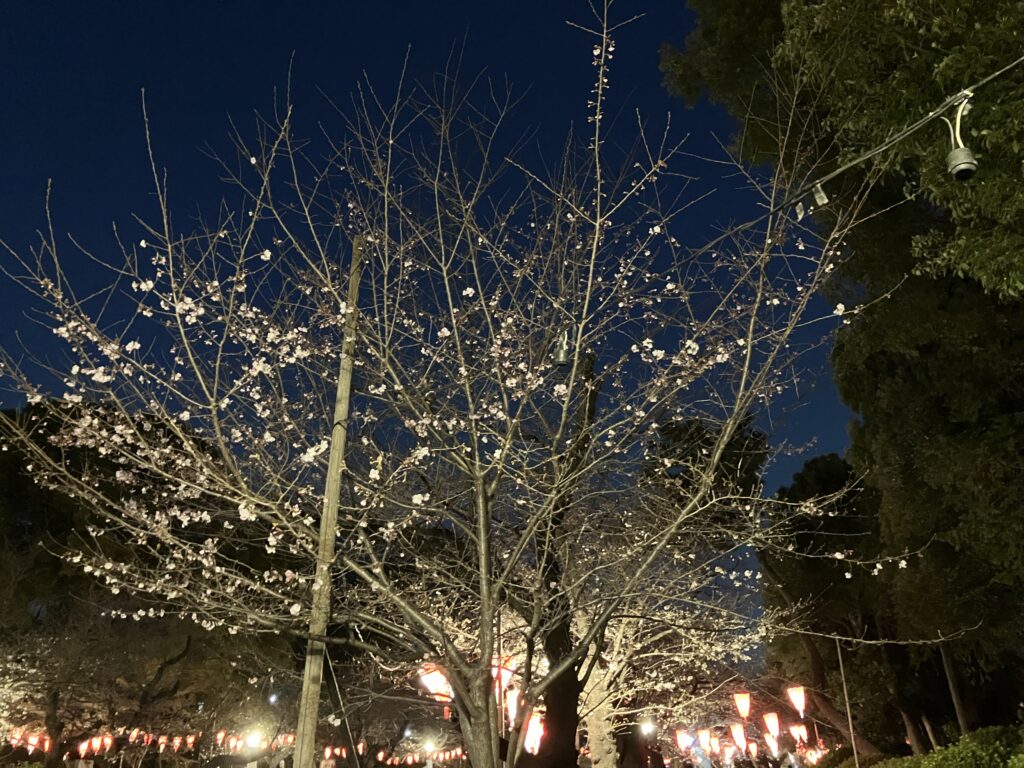 ソメイヨシノは、一分咲き