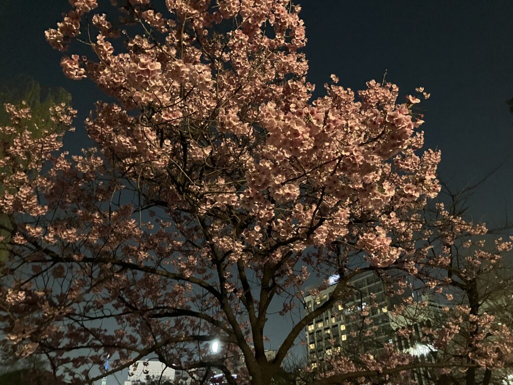 桜