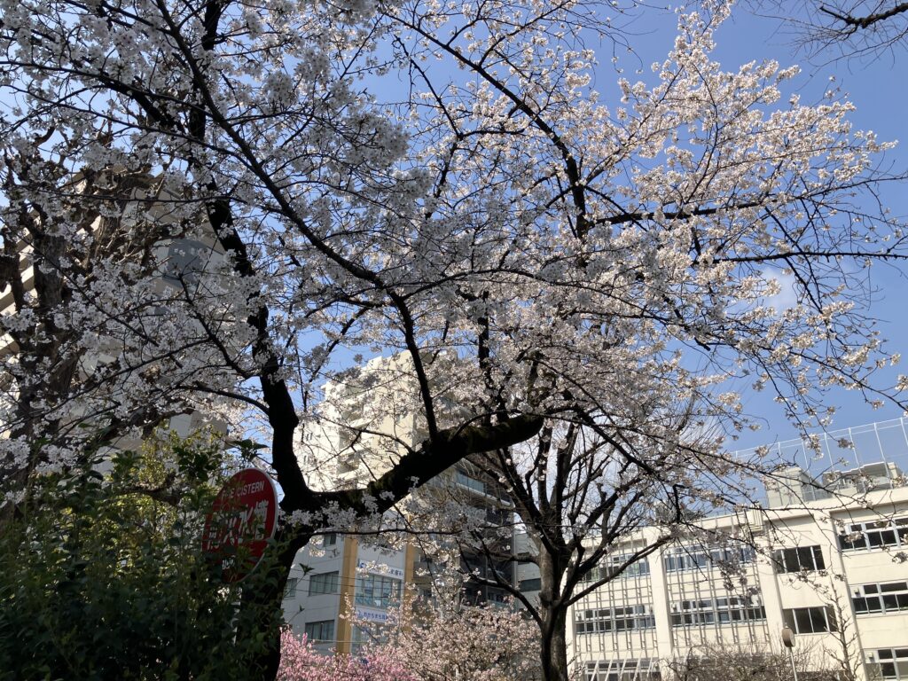 桜が見ごろ