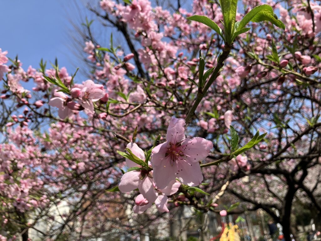 ソメイヨシノではない桜