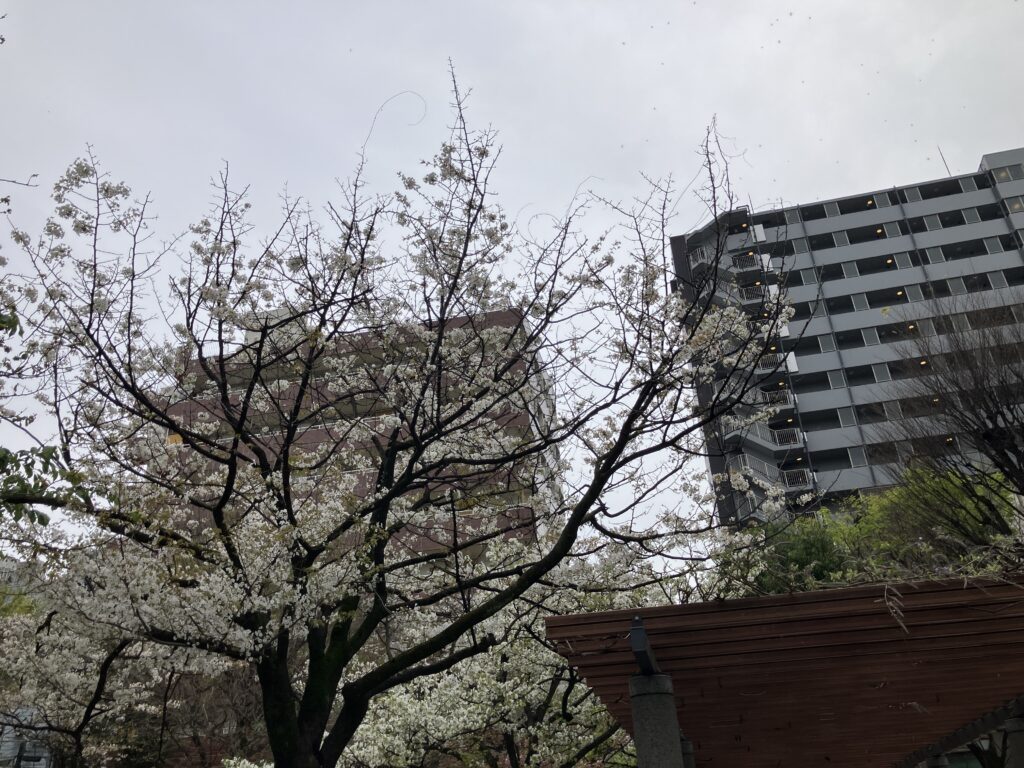 桜