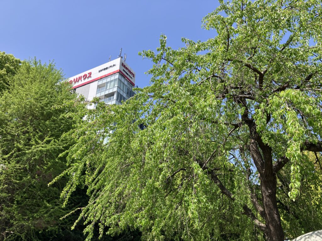 緑が綺麗です。