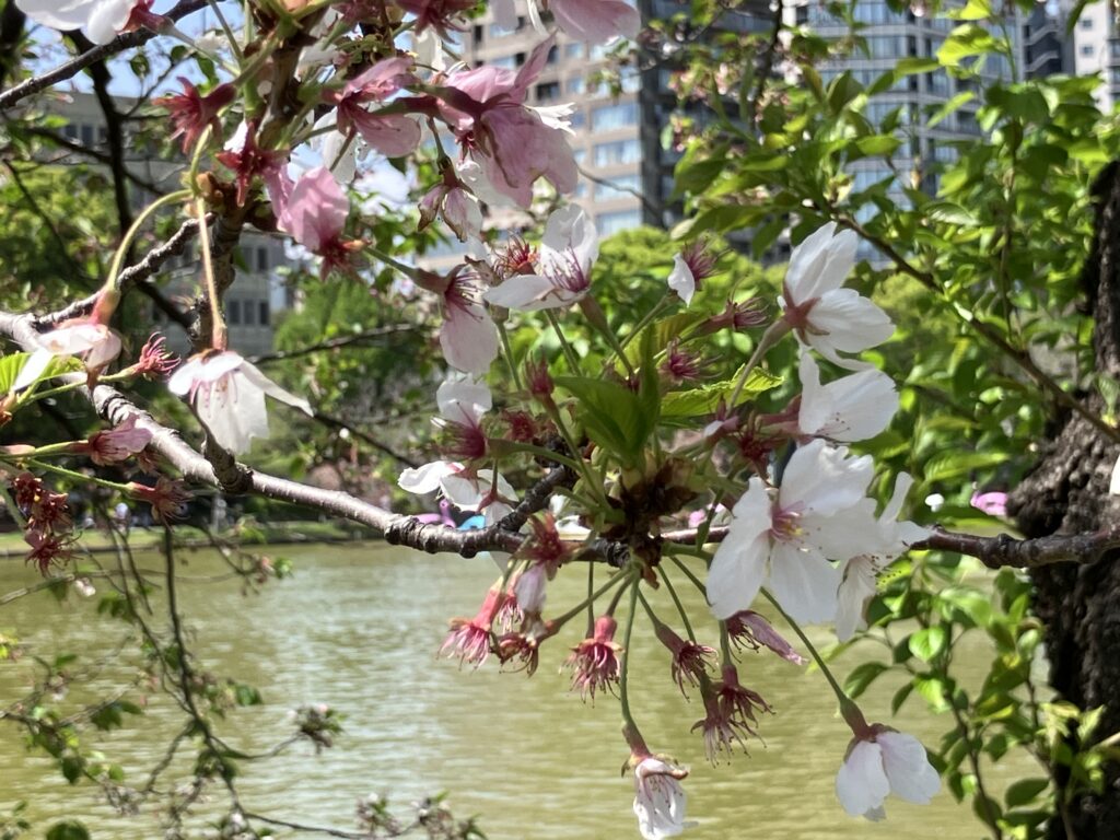 桜