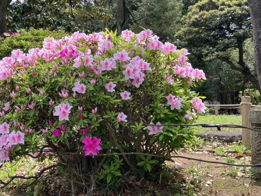 カラフルなつつじ