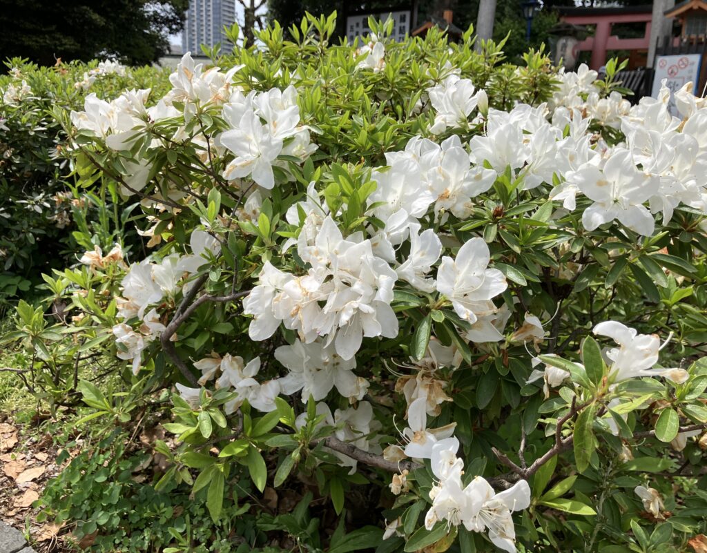 カラフルなつつじ