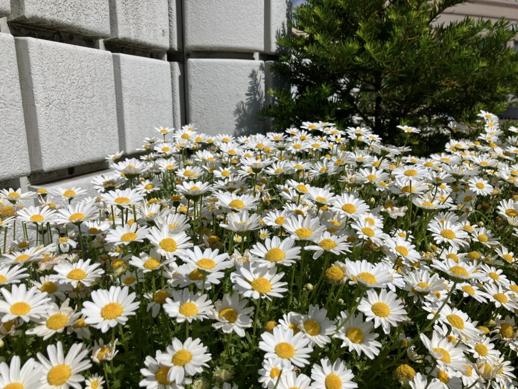 駅前の花壇