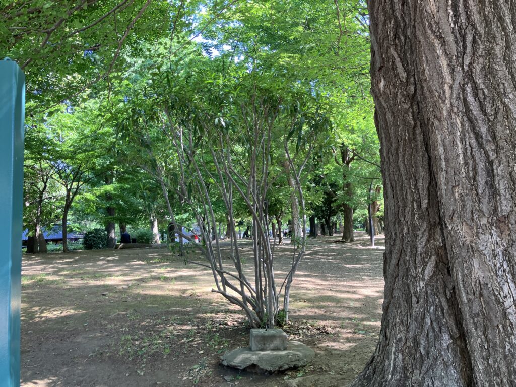 木陰と新緑