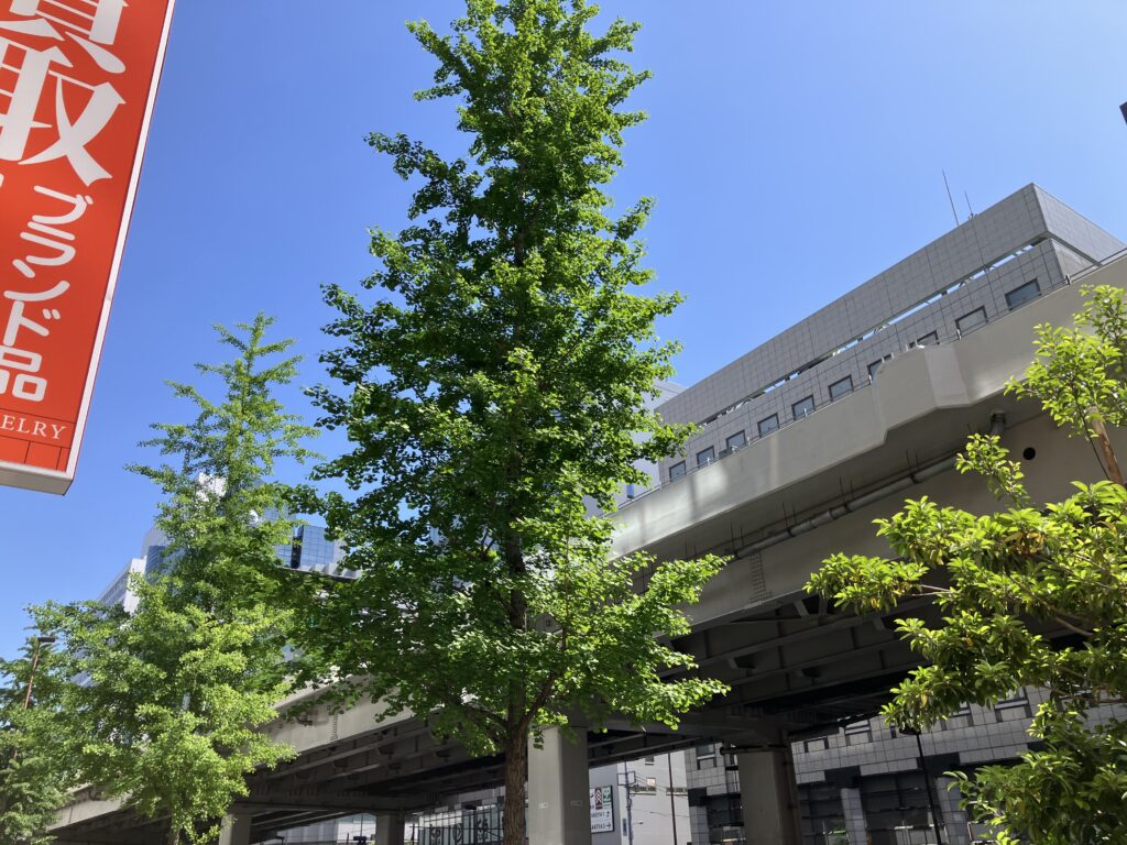 昭和通り