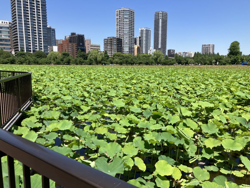 蓮見デッキ