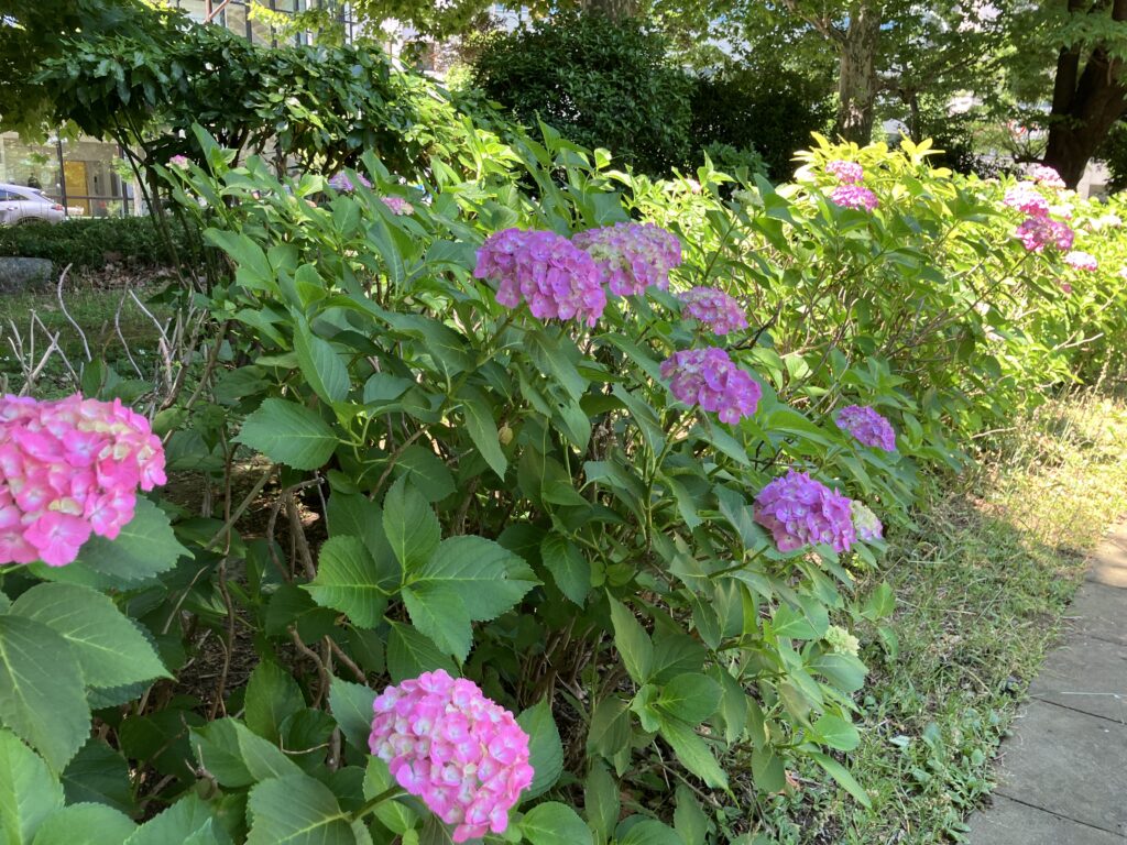 紫陽花