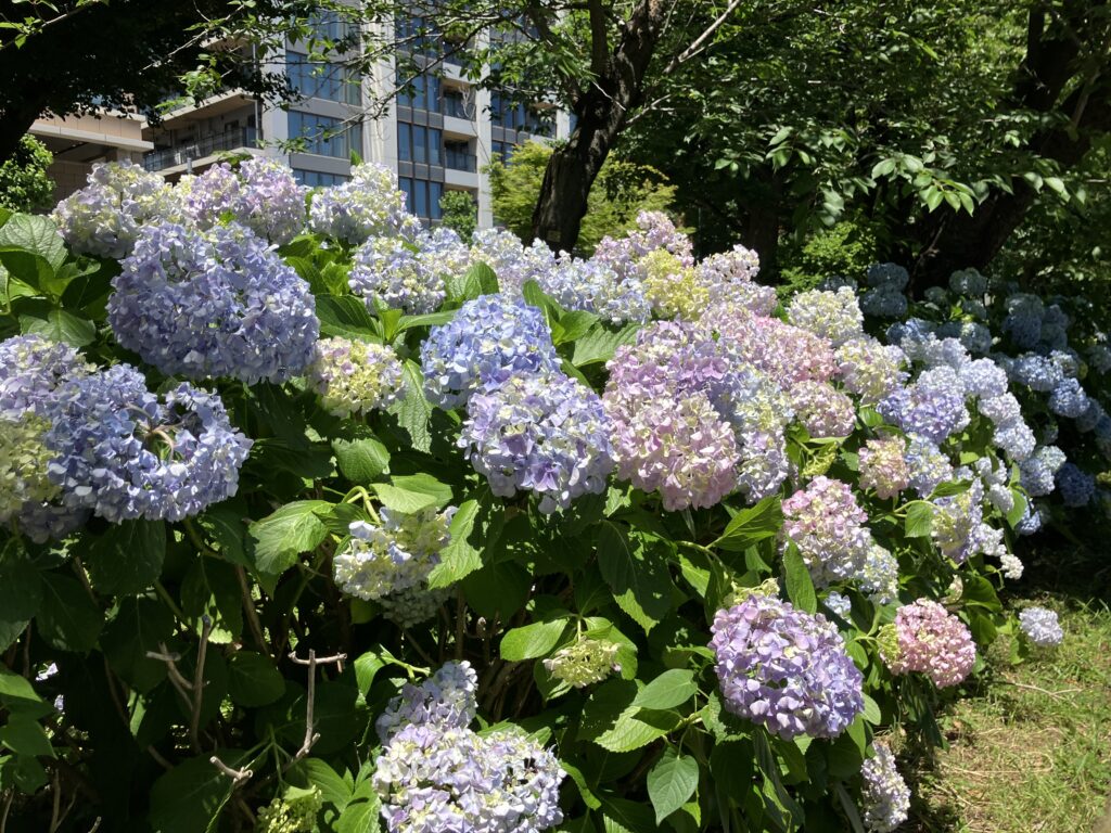 淡い色