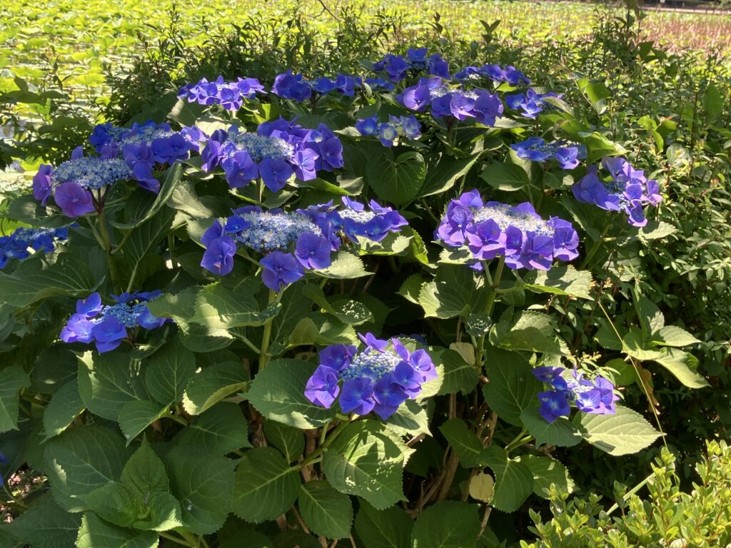 少し違うタイプの紫陽花