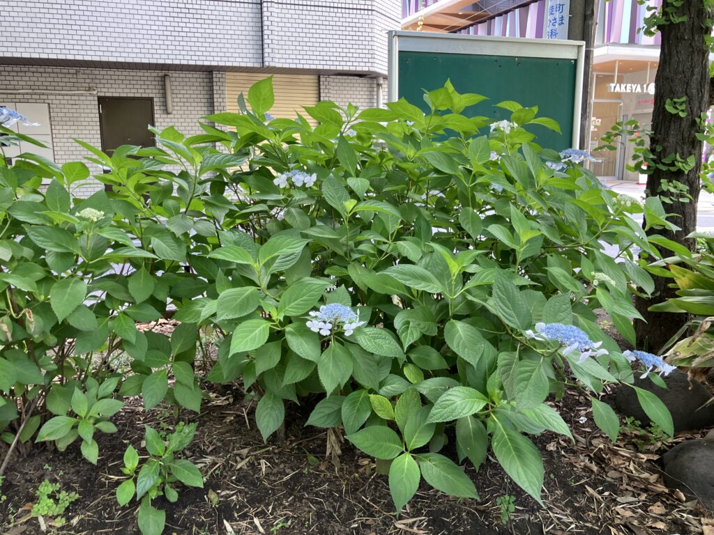 紫陽花
