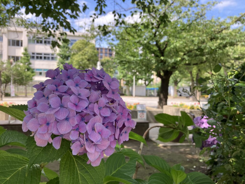 紫陽花が綺麗