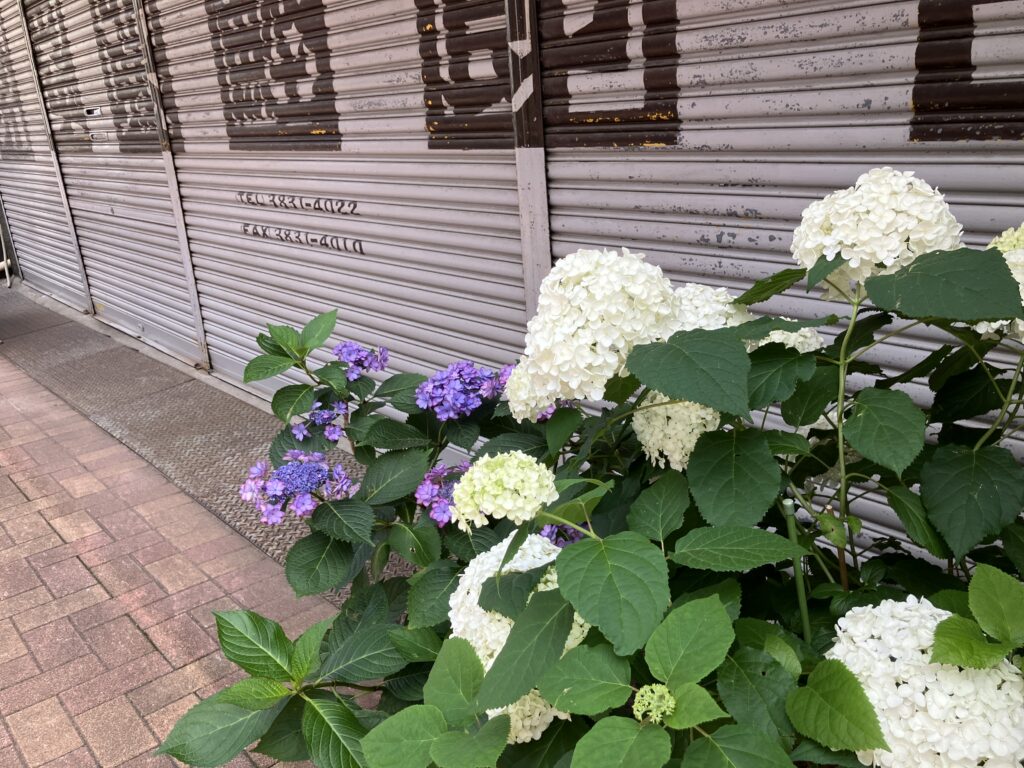 紫陽花
