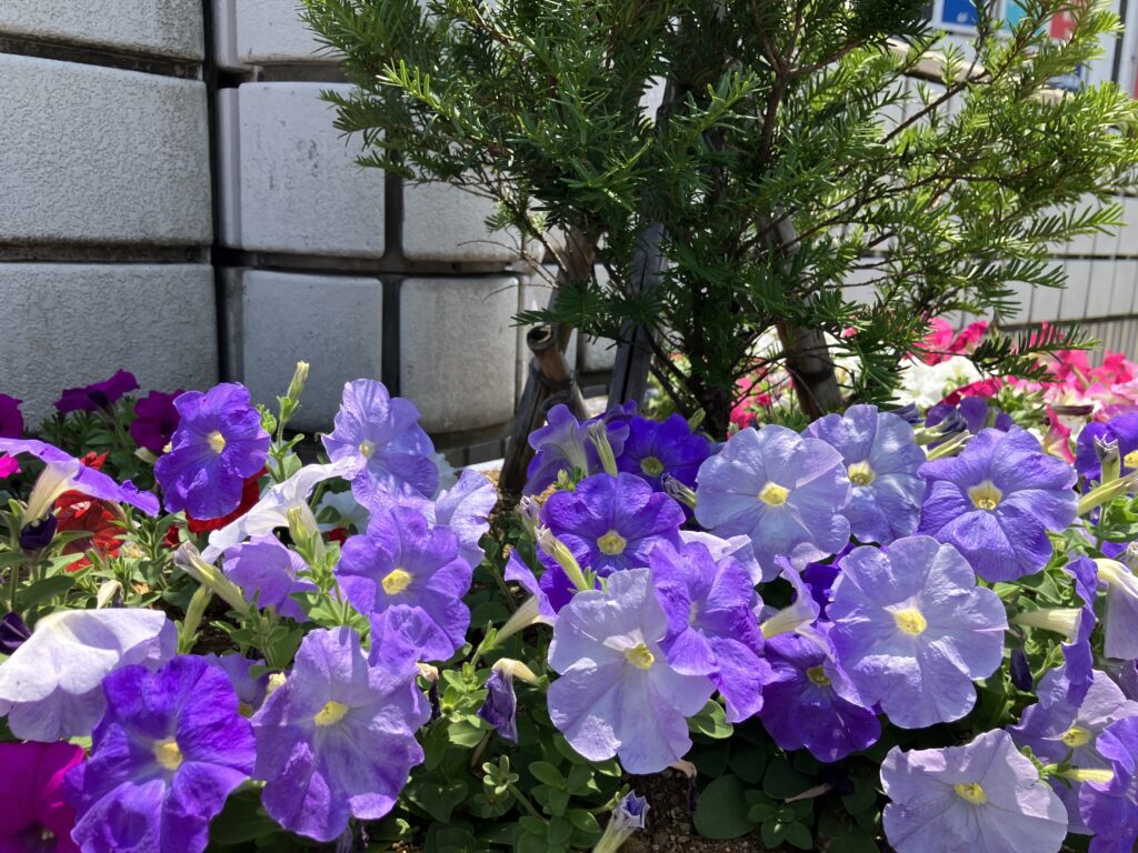 花壇が綺麗