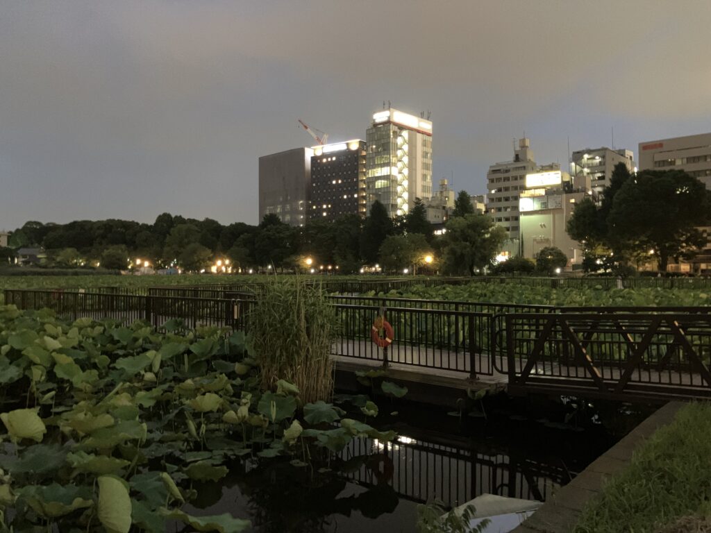 不忍池の蓮