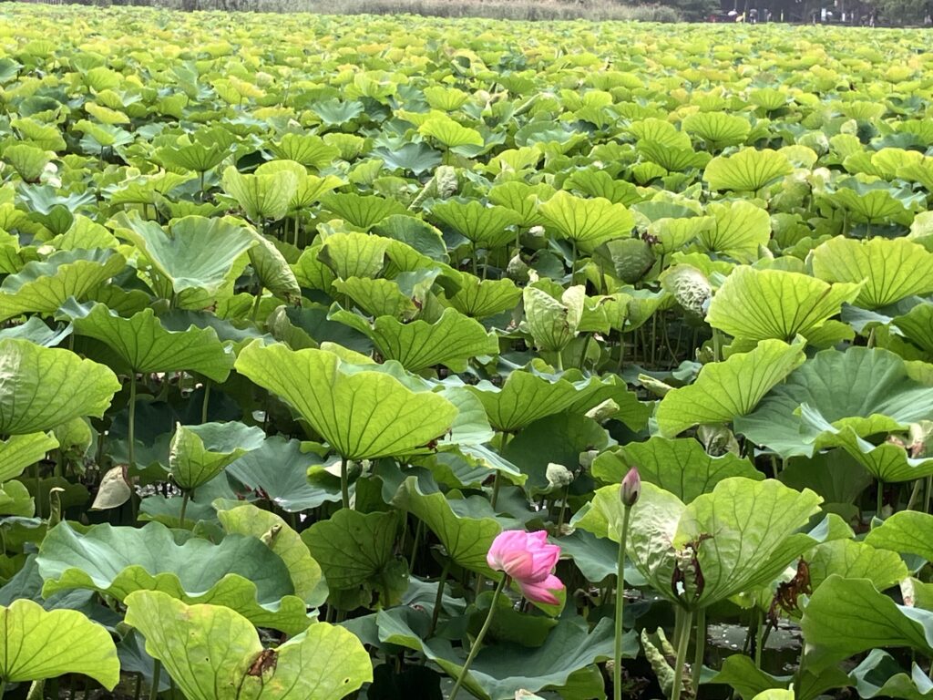 蕾