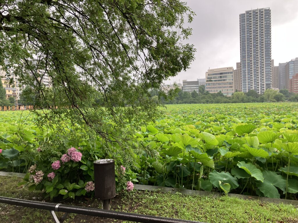 紫陽花