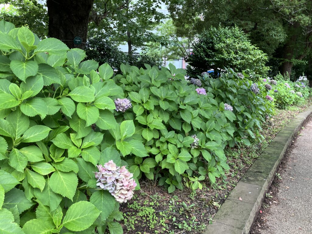 紫陽花