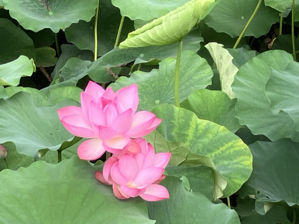 蓮の花