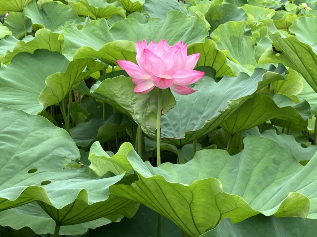 花
