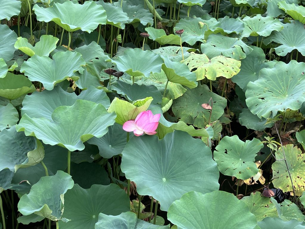 蓮の花