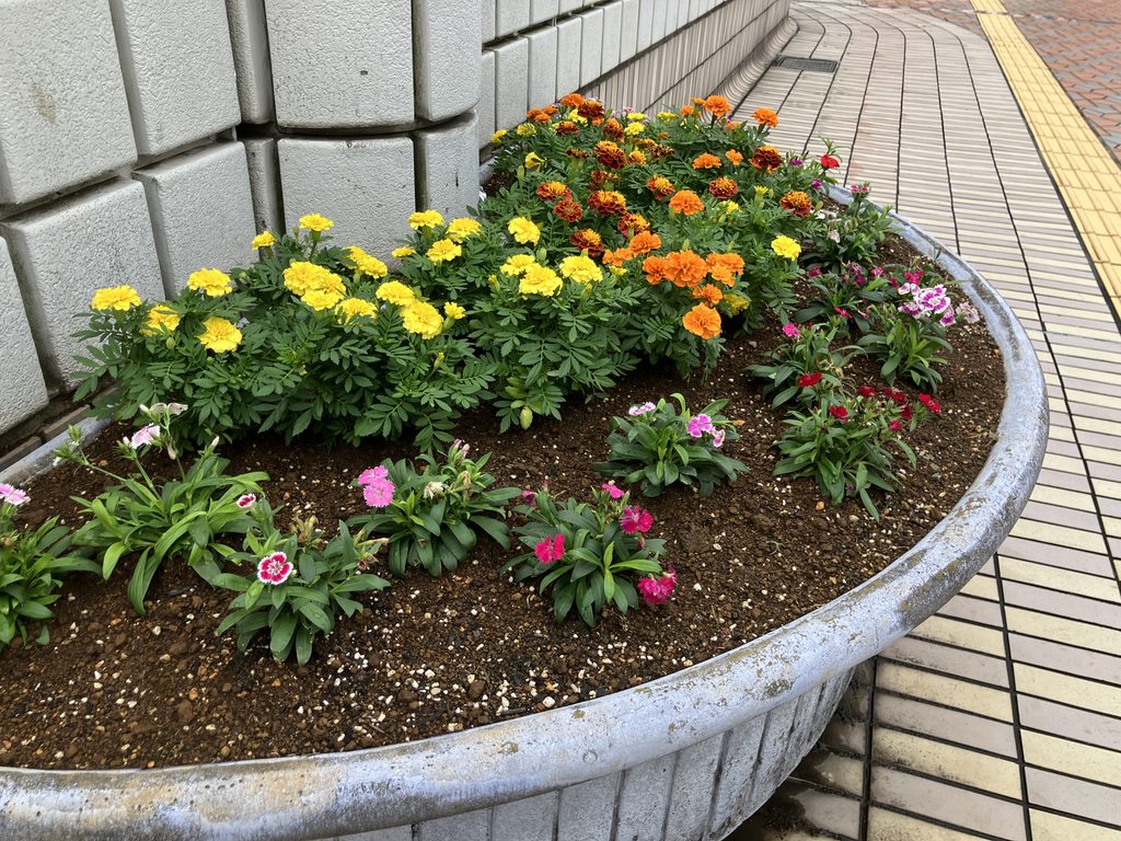 花壇の様子